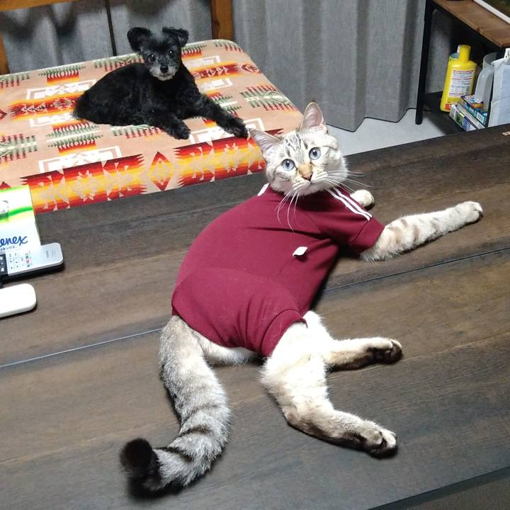 Ae7bb340 d948 4483 a97c ab5d86a61e96 1688173208759