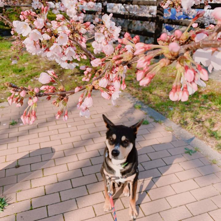 Ae7c4af6 3b88 4c7d 912b da5ffe11c8a4 1554079564391