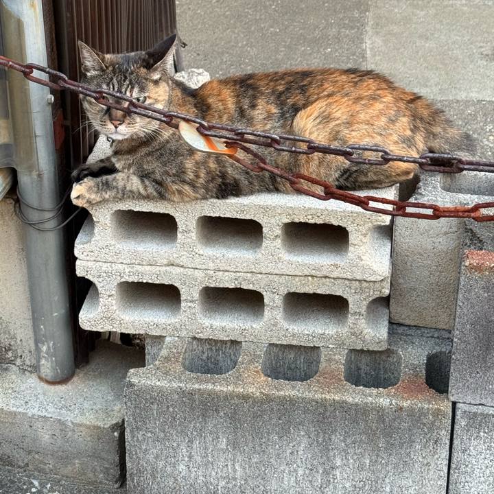 Ae806dc7 5b7f 4ded 8021 a17d67825468 1754431522272