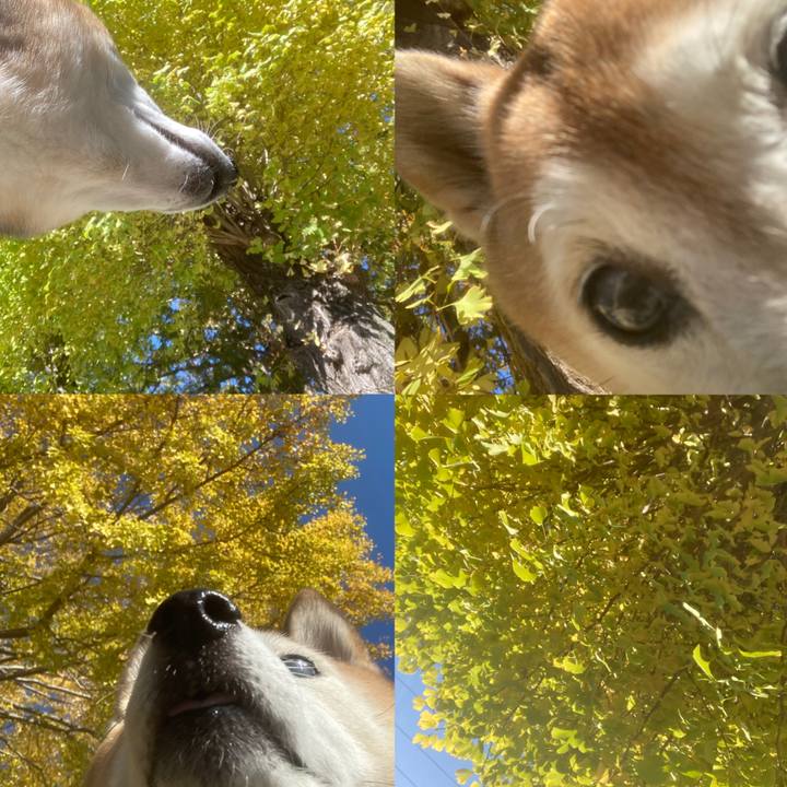 Ae80e373 58d8 4b5e adfd 2ffbe6d353e0 1763093944925