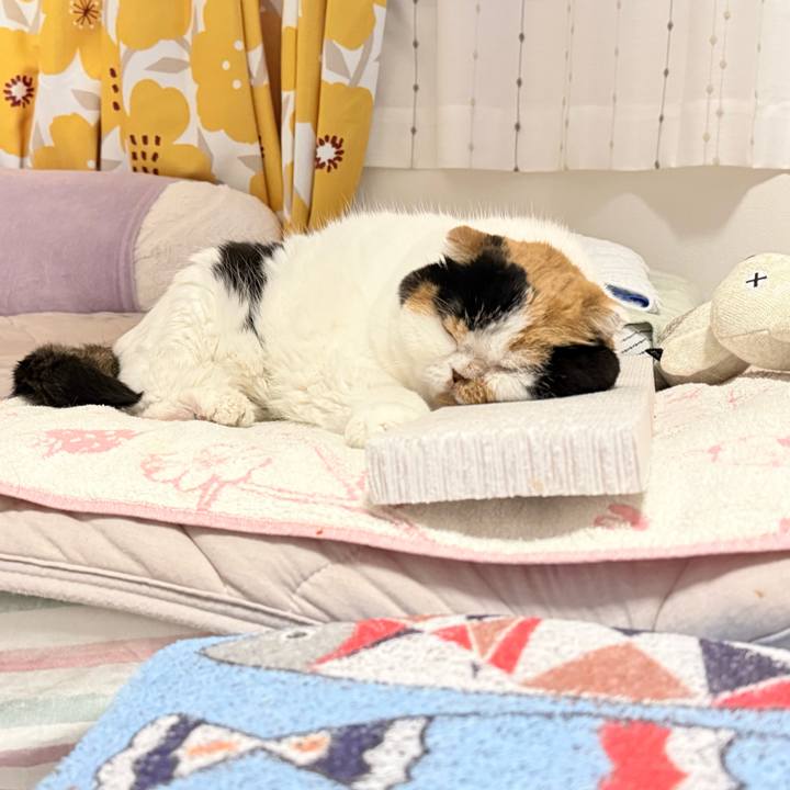 Ae82e337 1926 43d7 b6fc 3d8a0293b91d 1763924203494