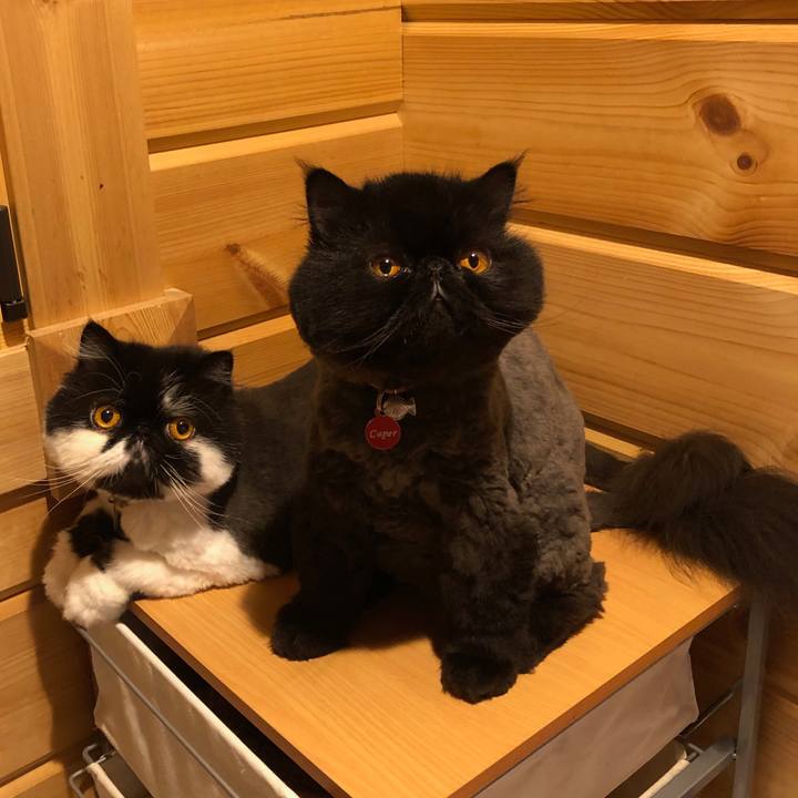 Ae8446c0 3821 453f 97cb 0e5883cbb32b 1563707900241