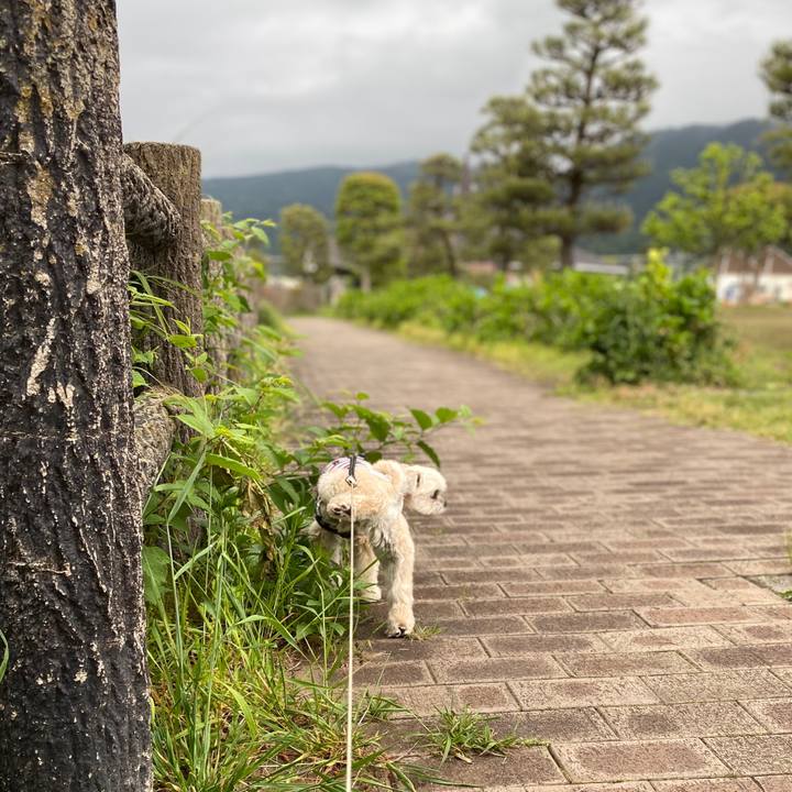 Ae8699cd 3d12 4221 a59d 66d5fe520609 1588752259787