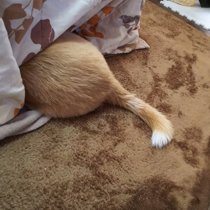 Ae87097d 9daa 42e2 9afc 09184568b6ff 1544482288638