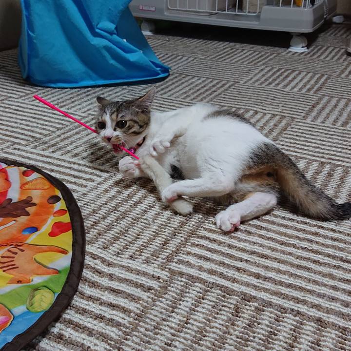 Ae88a6c0 375b 4954 b067 4a19ab00374d 1547646898609