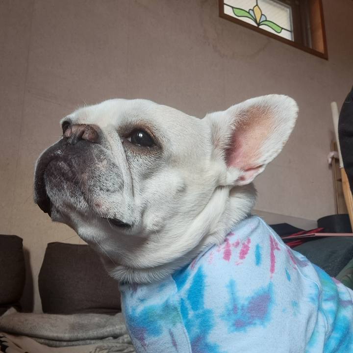 Ae8b1080 8ca9 4cb4 ad4a 47c6b224a4ca 1743292538544