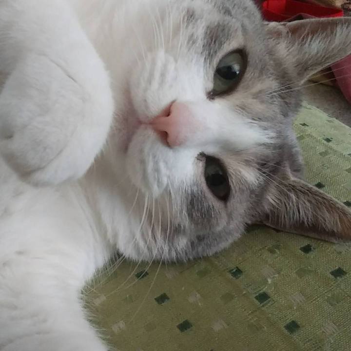 Ae8f2645 3fa6 404d b2f4 1a1ae87f38a4 1588084403536