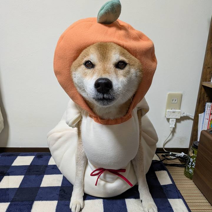 Ae9479a8 d9d8 4188 8d15 eadc05b09df3 1733481169172