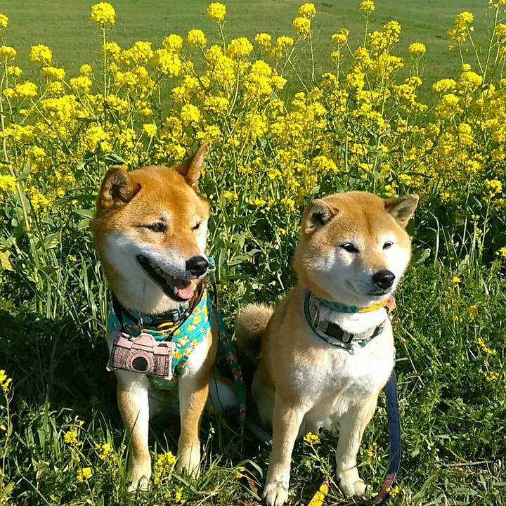 Ae9a9f4e 72c0 4fd4 be07 75bba20fb46e 1554370925517