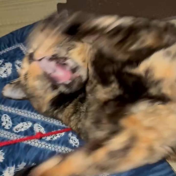 Ae9bddb4 f882 4dbd 97b7 4aae2353b8cb 1757972476314