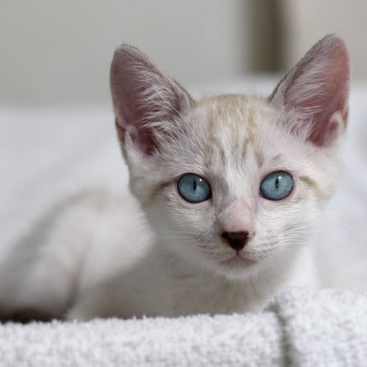 Ae9c1156 66ca 4f49 a2a9 06cc83a088ea 1605223368063