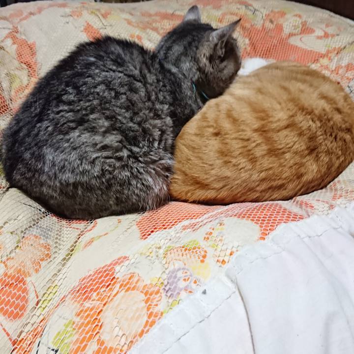 Ae9cc545 a4a8 4bd7 9f85 a204aa7cd4f7 1574341288190