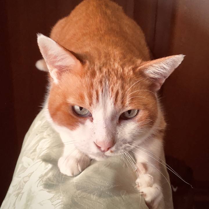 Aea0650e 4c43 4ca8 8e16 eeb450fb6c6b 1575528913308