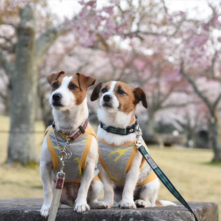 Aeaae973 7653 4951 a90e 3455949756e6 1554730587804