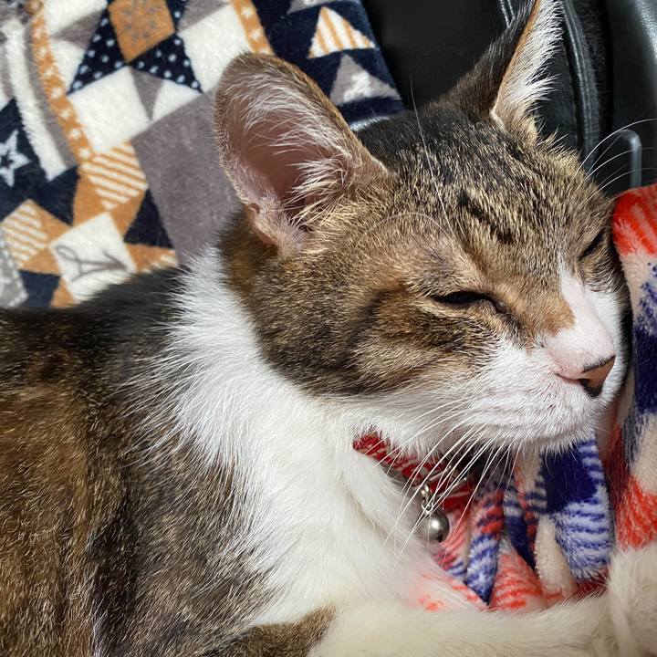 Aeae4098 9446 4fd7 8112 de0ce105f6ea 1583047575753