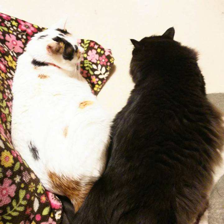 Aeb2eac0 9bde 4c4b b330 1659d4905eeb 1543229887742