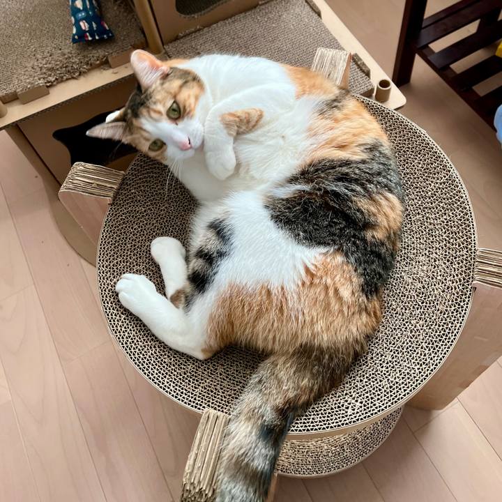 Aebaec7b 6f50 45e6 9c12 8f6a87e9490c 1770087501700