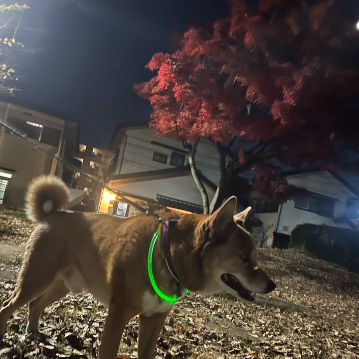 Aebc2f1a 0459 4118 9d5d 3cf12107469e 1733785115779