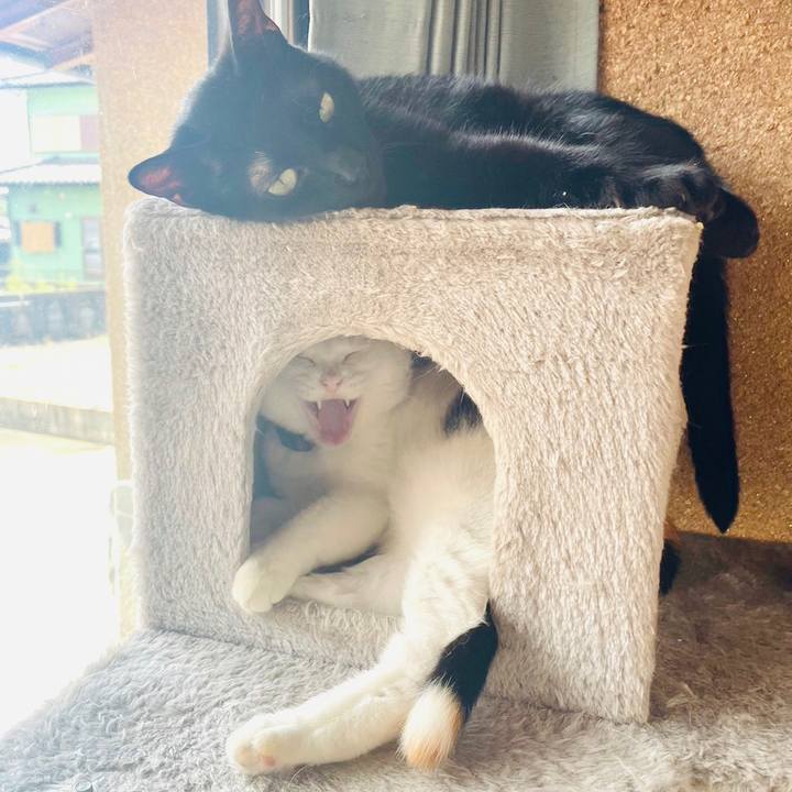 Aec6ab3c 70e3 4185 9e38 df19d29152dd 1695013639972