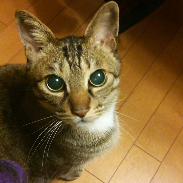 Aecac725 cd82 4d41 822c 46bb748cb356 1510272974202