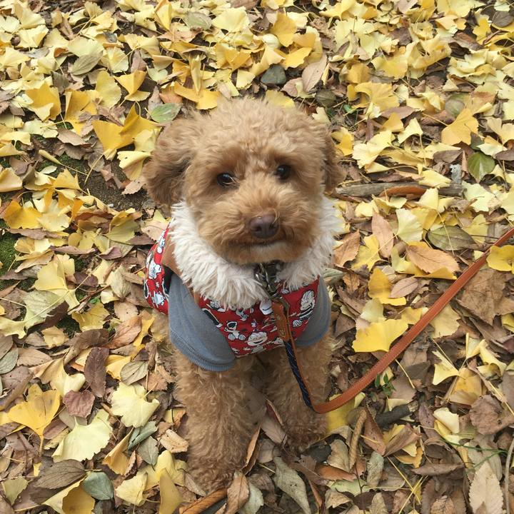 Aecb87f6 ab76 4b22 9c97 db27636fe453 1512360363531