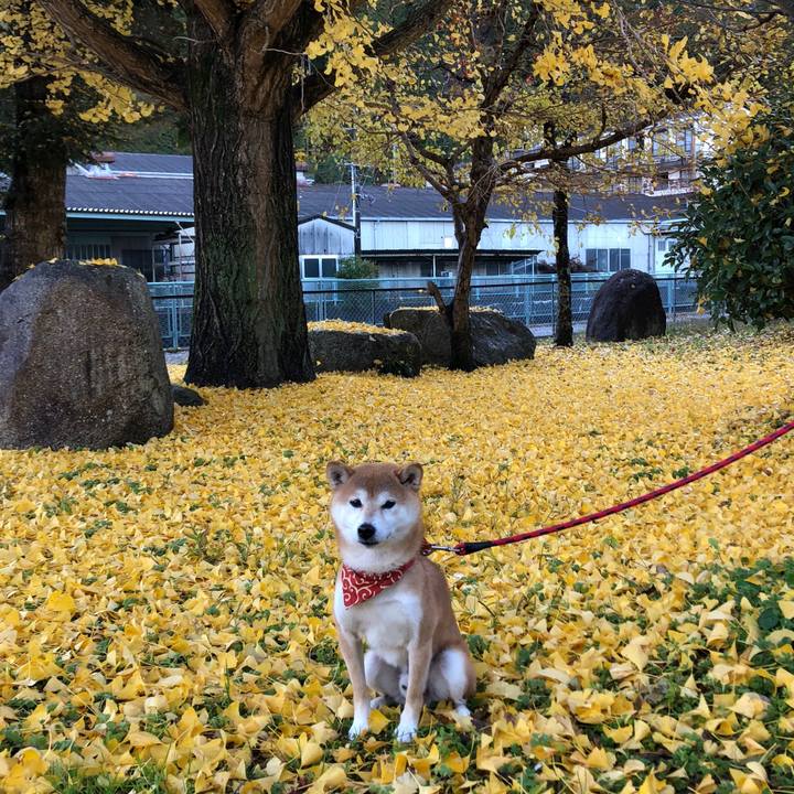 Aecc911f 28b9 437b 93aa fb36b9044a00 1541749330683