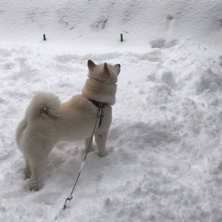 Aed2d596 3342 4672 b7b7 860d3cbb55ad 1544183445789