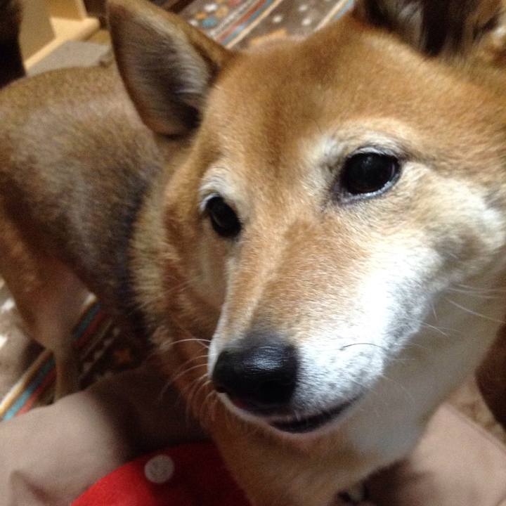 Aed74c94 dacb 4026 a487 285a1bdb833a 1544442335632