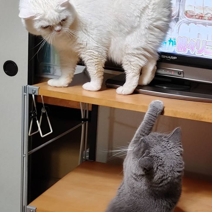 Aed9c83b d6f7 4186 b70f f65ff74f7bdd 1680180111507