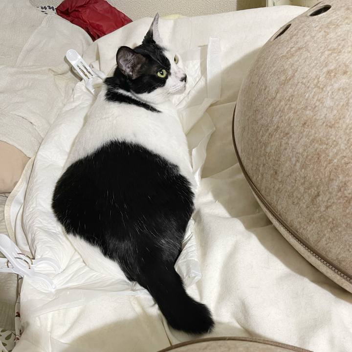 Aed9cef2 77b6 4b82 8da6 3767bf7723f4 1762612150647