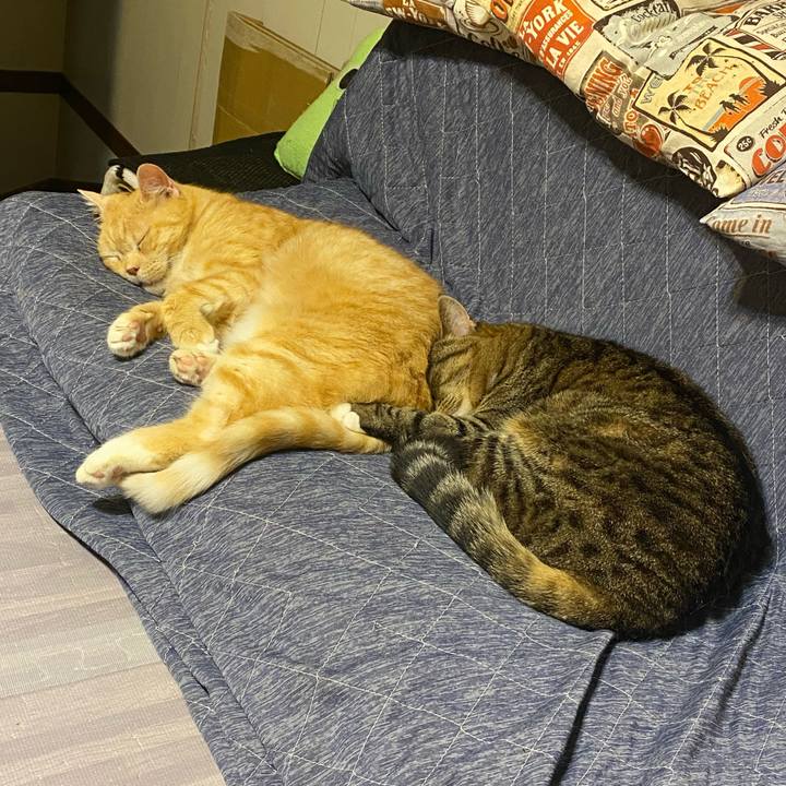 Aed9f0e5 272c 45f3 b5cd 6384b4aecacf 1622483393528