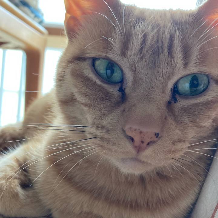 Aedd1dcb cfda 474d bf4b cab50d753d1d 1679715529909