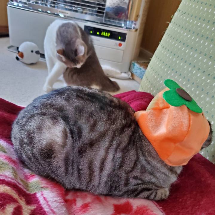 Aedff9d2 8fb1 4533 bd82 763c6f604776 1701325256338