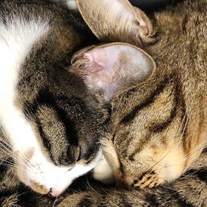 Aee803e9 4fb0 4896 b376 5979bee781f2 1520610185693