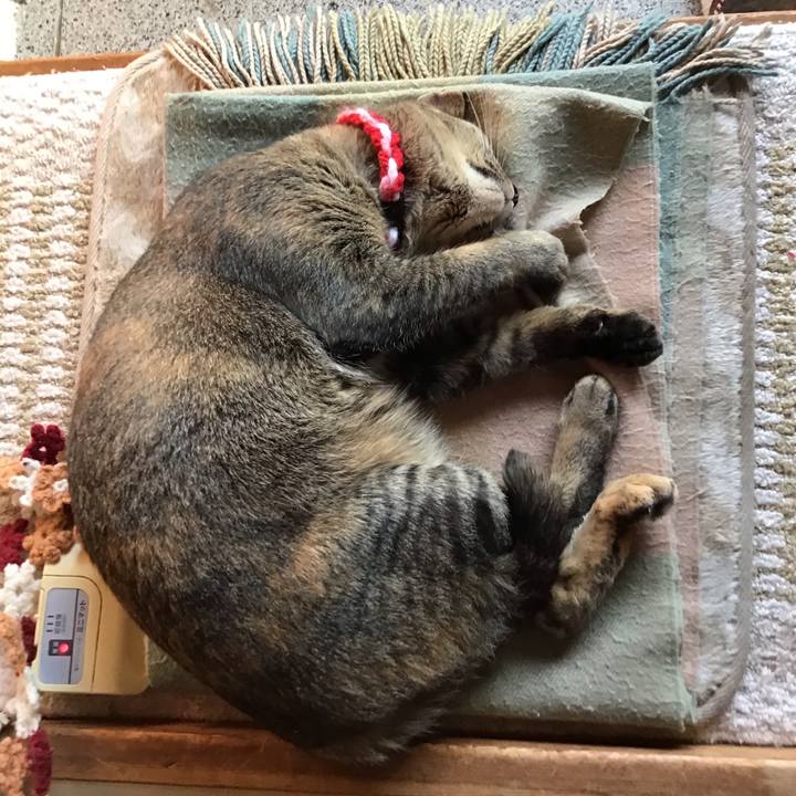 Aeeadba8 32bd 4fa5 a851 1e6e9f7ff958 1604387506276