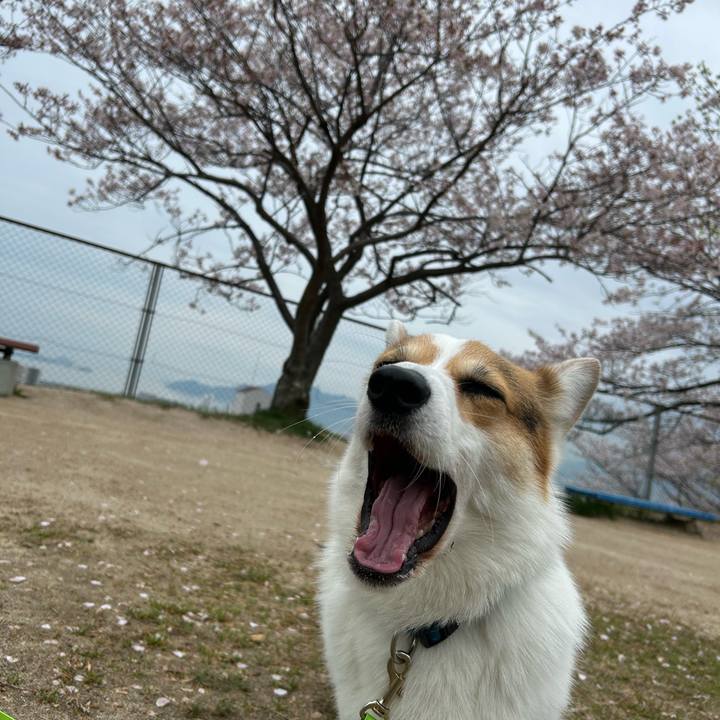 Aeebaa13 cbeb 4464 8920 130a3f1c0d37 1775716510912