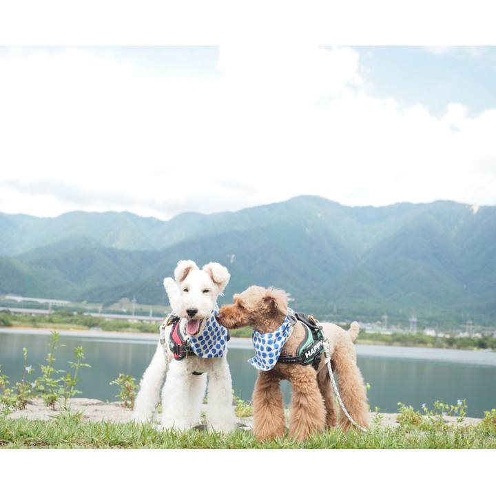 Aeec7225 851a 423a bbb8 251585a9e5a5 1604751296362