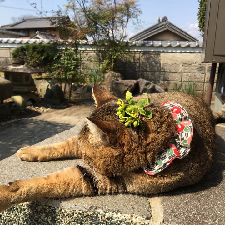 Aeecf017 250d 4fcf 9973 cce092398fad 1585963067657