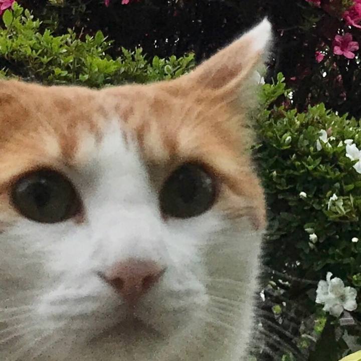 Aeee1b37 b45a 4699 8cba ea6ca11cd634 1528600785254