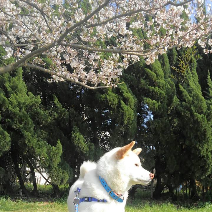 Aef3ac86 05dc 4db5 bf74 88e65693eb6d 1554296596883