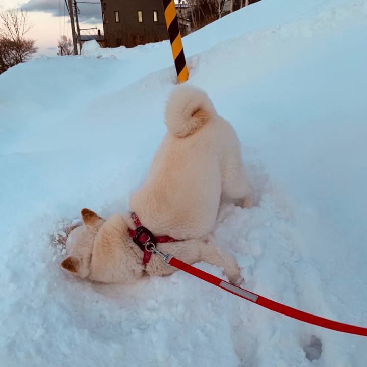 Aef4ff97 2114 4cff 8b68 4096361dca62 1580159088580