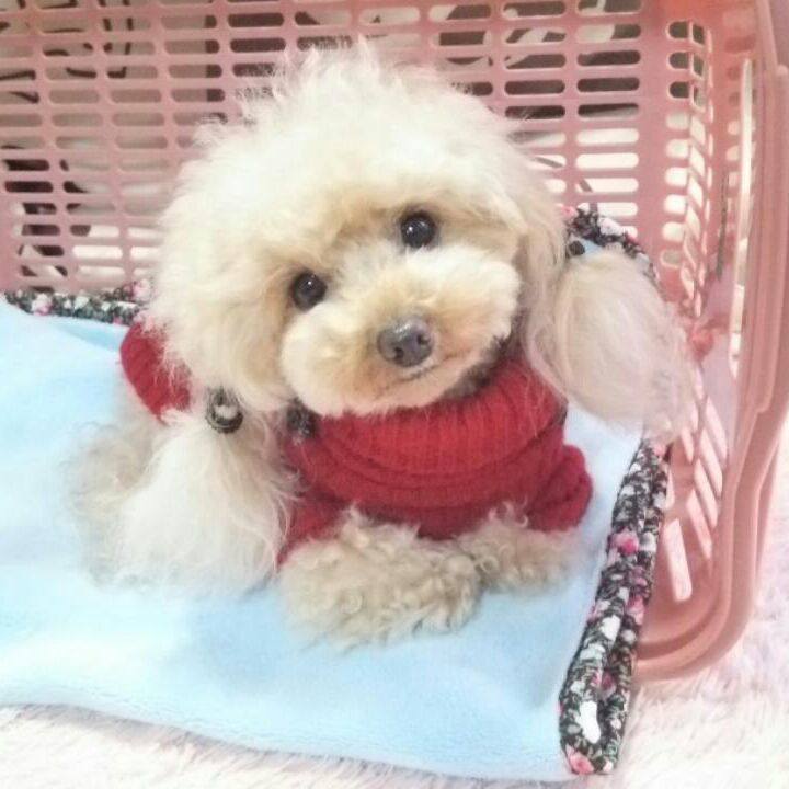 Aefd5248 7a46 4f2c ad29 9b1345bd3e57 1543448097856