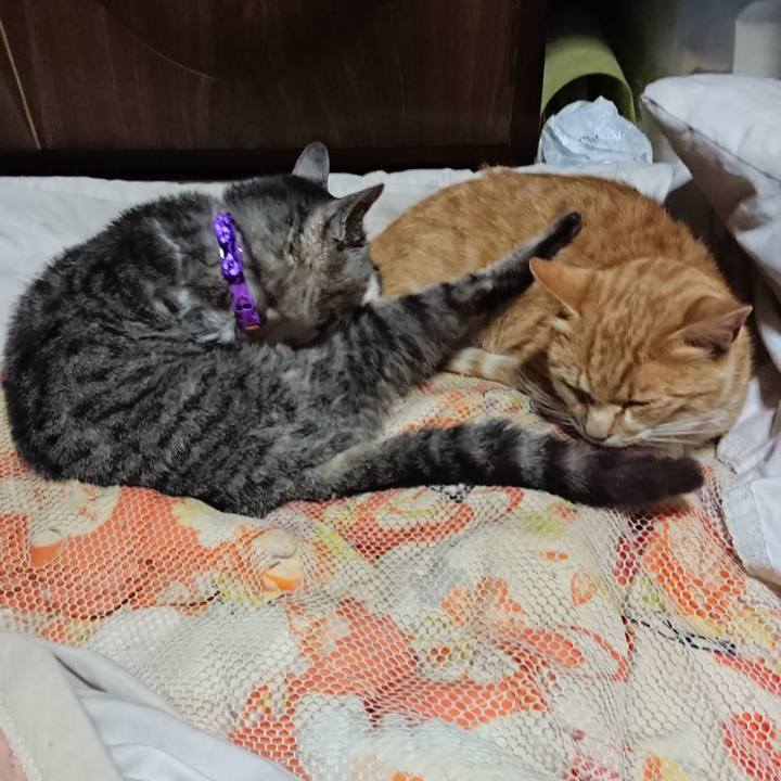 Aefe8779 5017 4051 b19c cde55a625c87 1591536352359