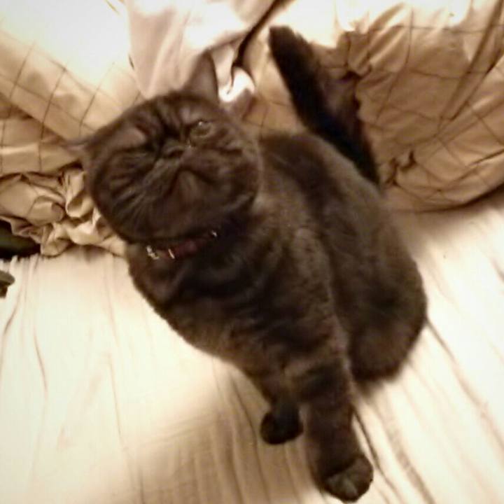 Af01381f ac91 48da b38e 4dcfd1eedacb 1509024265615