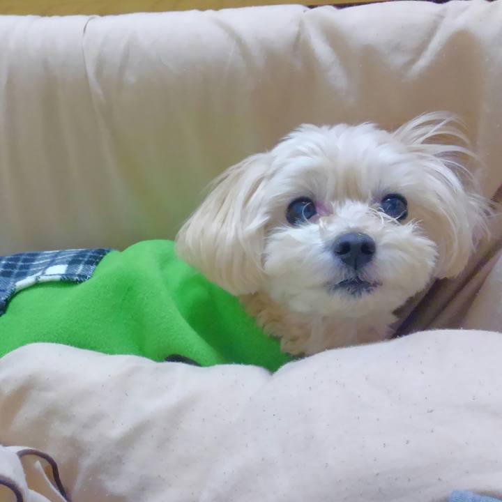 Af020346 dc98 431c 93c7 c1a6c9334ced 1552475022312