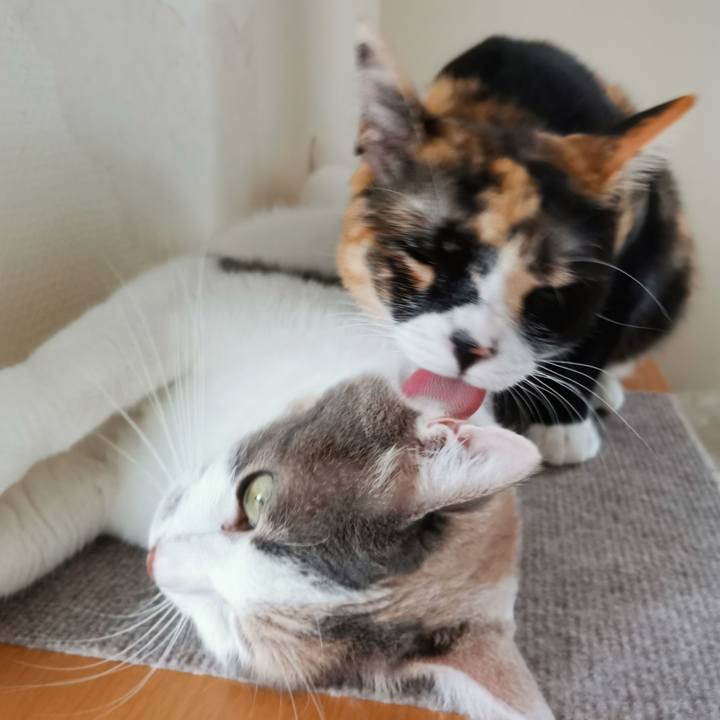 Af028adf dc20 4b39 a05d 0e35842ca087 1629619743161