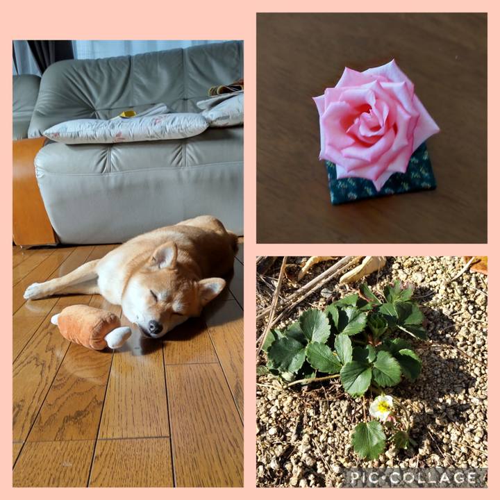 Af036fce 0fbd 48af a195 0e39ddceac52 1701490211877