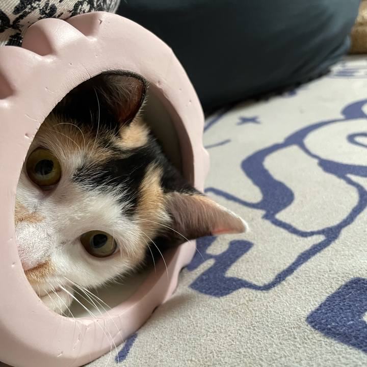 Af03825f 42f4 4fd7 9409 f0d95072c662 1664769550641