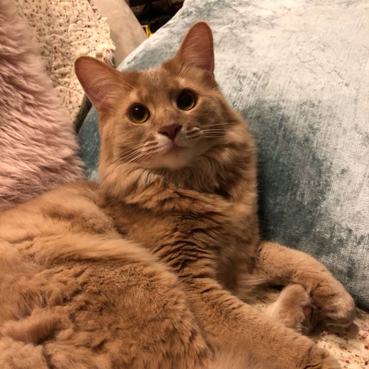 Af0aca2c 4c05 411a 9d1e ca25b6c8832c 1589375857211