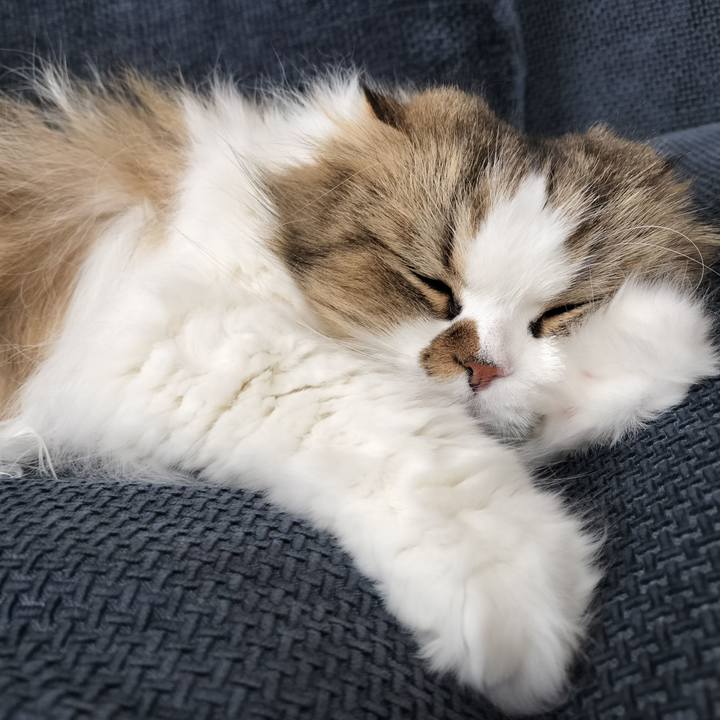 Af0bbe4f f7e2 413a a91a 7af1f5c8b6fb 1760912312279